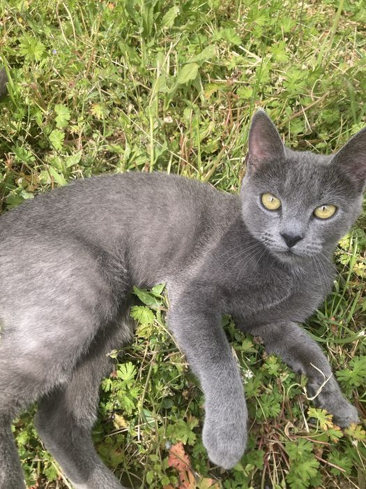 Pui de pisica russian blue