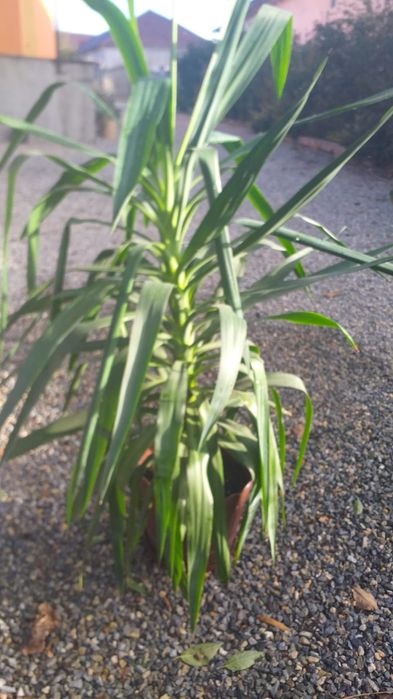 Dieffenbahia -1,2m=100 ron.