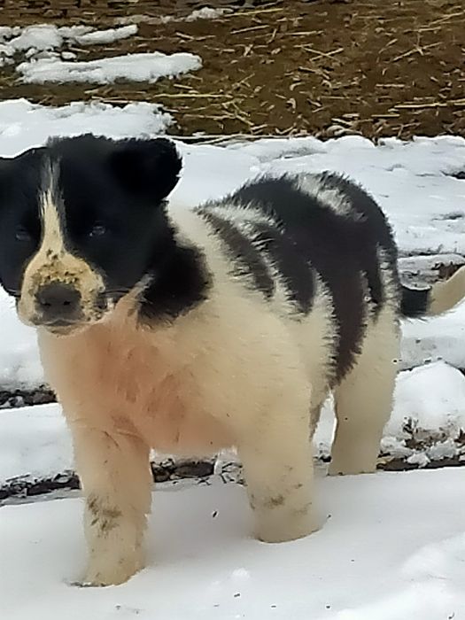 Төбет күшіктер сатылады