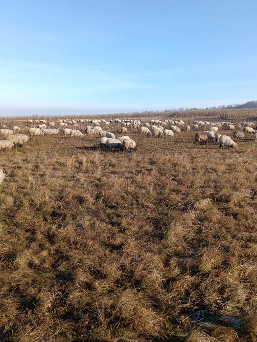 Vand 70 oi tinere la prima si a doua fatare