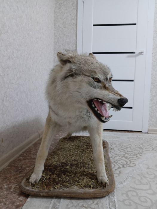 Чучело волка. Большого размера.
