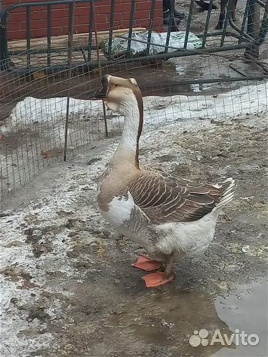 Инкубационное яйцо петропавловск