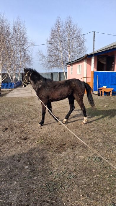 Продам лошадь тайдан,Байкала шыкты