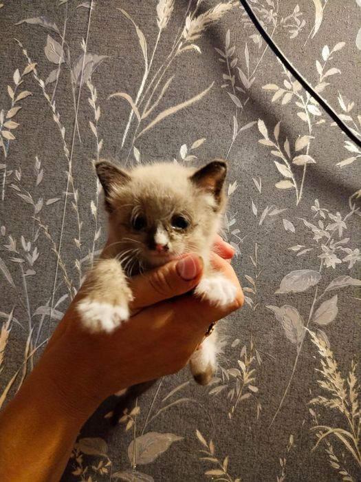 Котёнок в хорошие руки