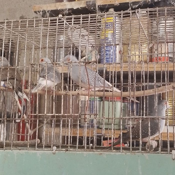 диамантени гугутки