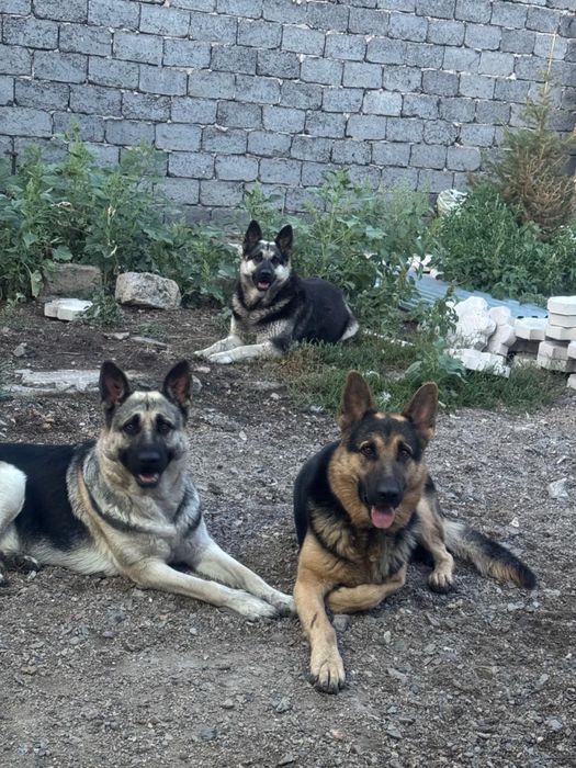 Продам щенка вео