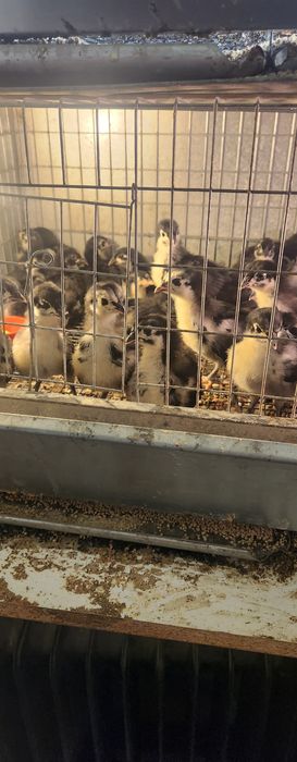 Pui australorp trei saptamani