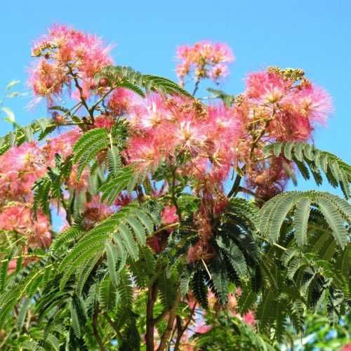 Албиция - едно от най-красивите дървета