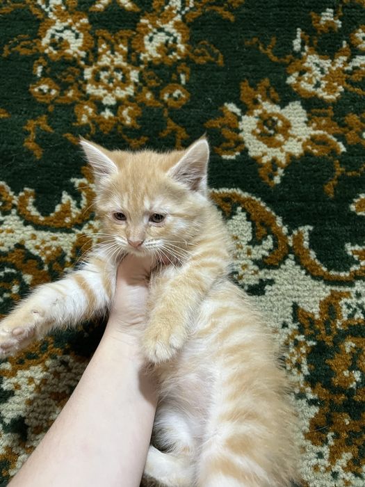 Котята в добрые руки!