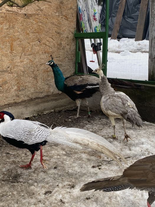 Vand pauni  Silvar pied. Alechin ochi alb umar negru