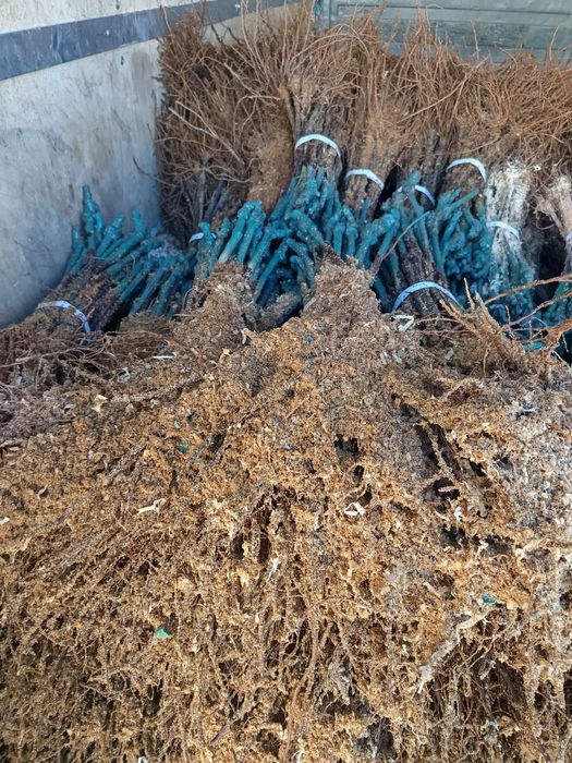 Овощен и лозов посадъчен материал