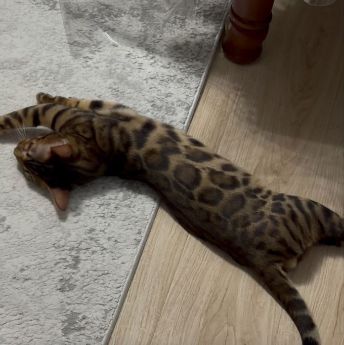 Бенгальский кот