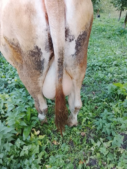 Vând vacă tânără brună de Maramureș
