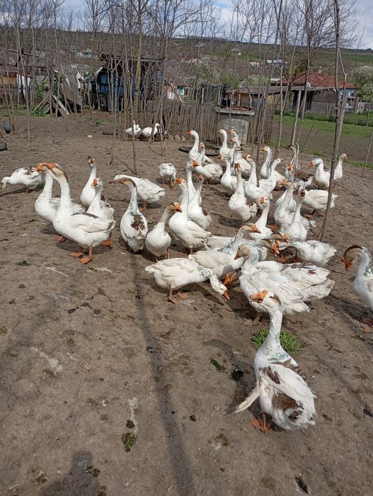Vând gâște 150 lei Bucata