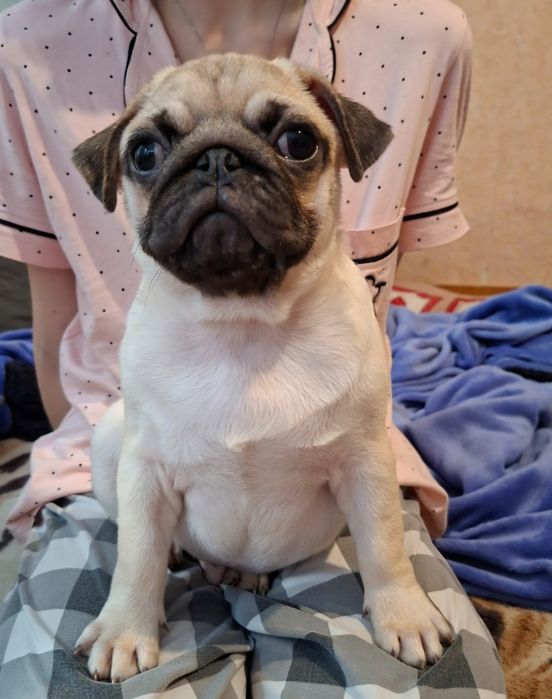 Щенки мопса 3 месяца с документами