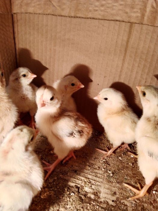 Цыплята дакан о шамо