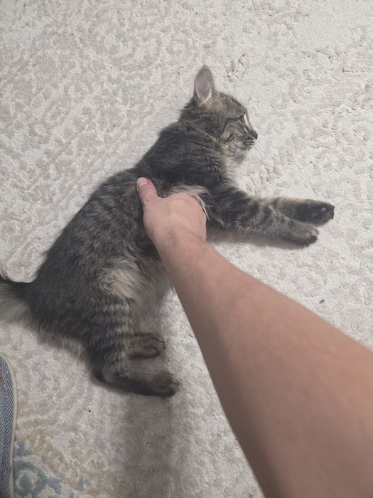 Отдам котёнка в добрые руки.