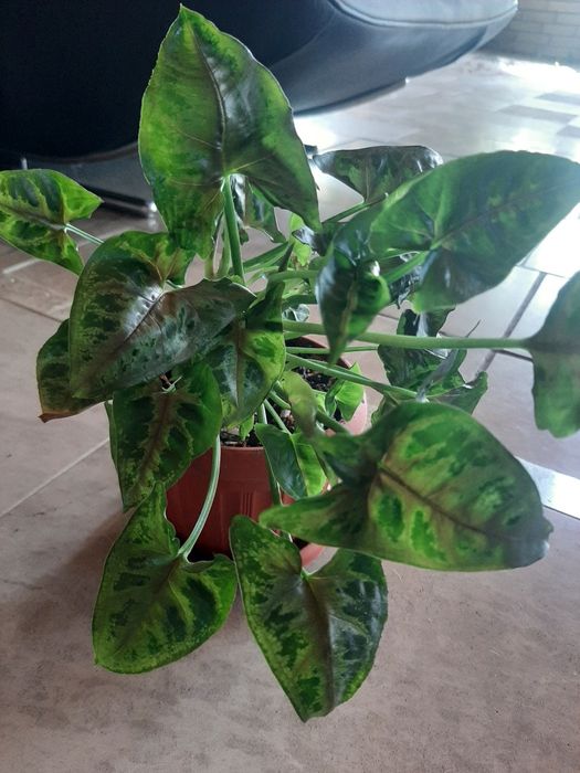 Комнатные растения разные