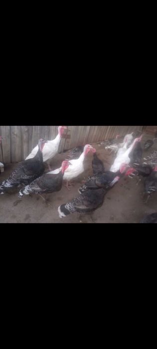 Vând curcani de stat și românești!