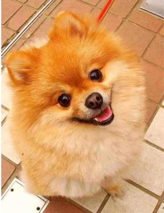 Померан продавам 4 бр 2 мъжки и 2 женски