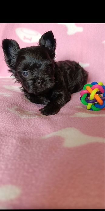 Мини йоркширски териер момчета