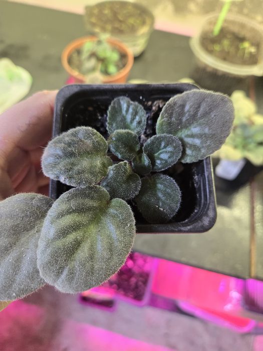 Продаю фиалки укорененные