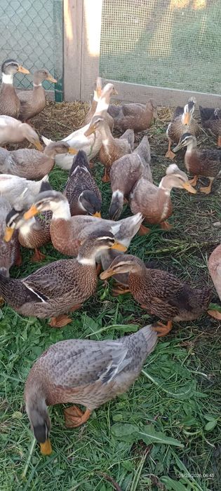 Rate macaitoare de vanzare