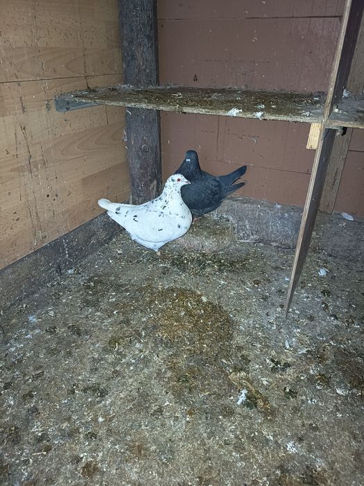 Porumbei diferite rase