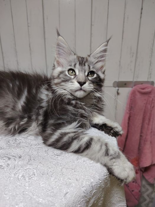 Котят Мейн кун 3мес