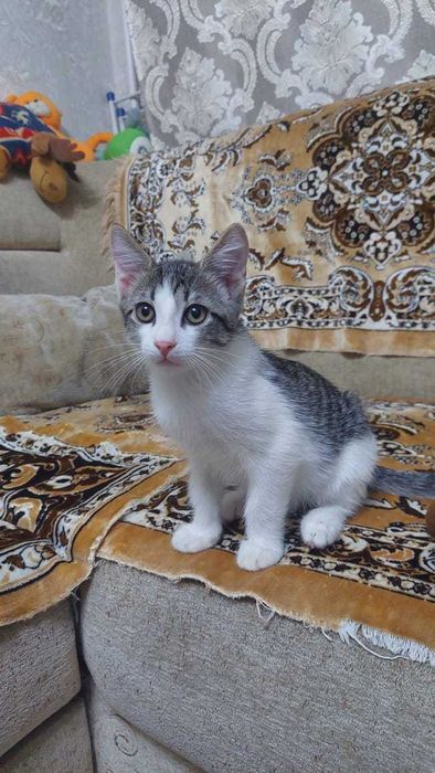 Отдам в добрые руки