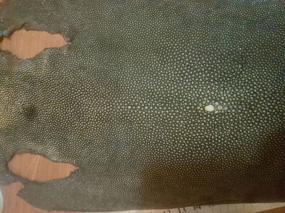 Curea de  ceas pisica de mare