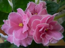 Сортовые фиалки!