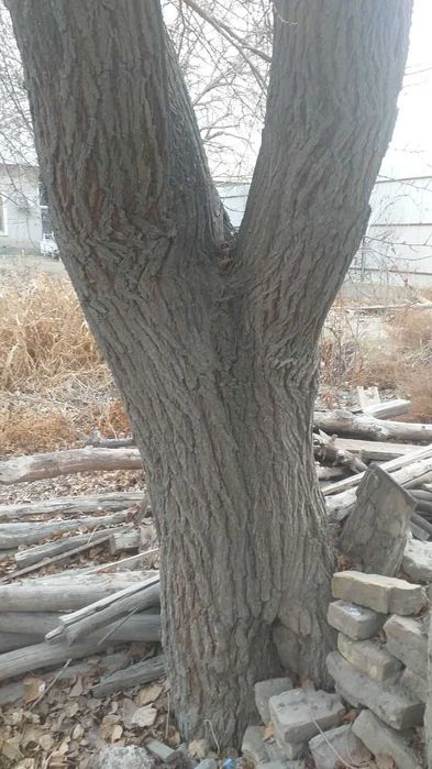 Утин. Тут дарахти сотилади. Тароша