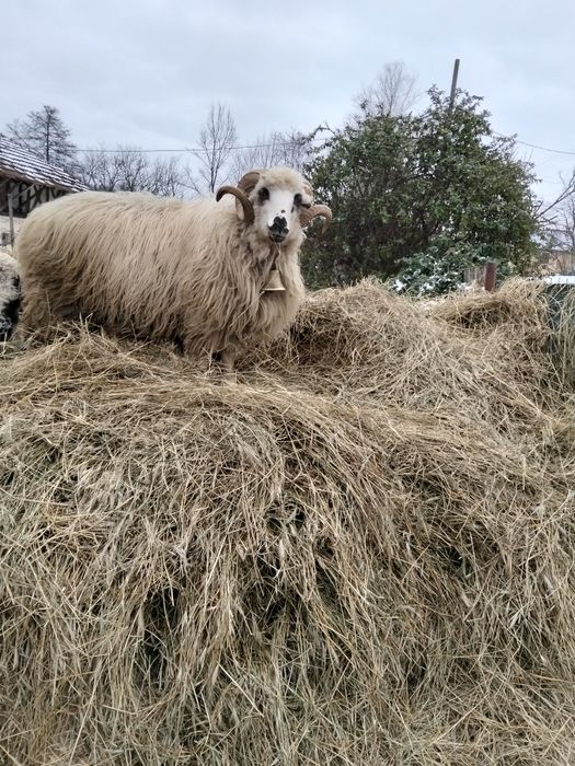 Schimb berbec cu douo oii