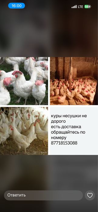 В продаже куры несушки