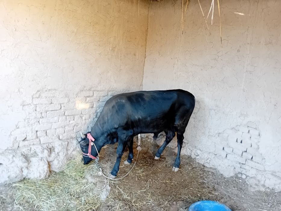 Тана сатылады 2 жас атирапы