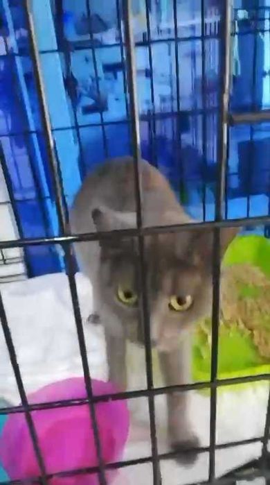 Ищем кошечке семью!