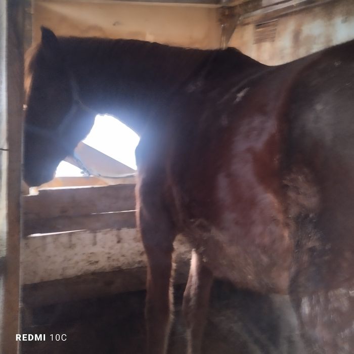 Жылкы сатылады согымга