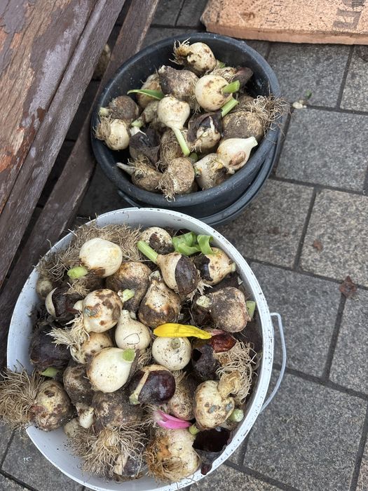 Луковица от тульпанов