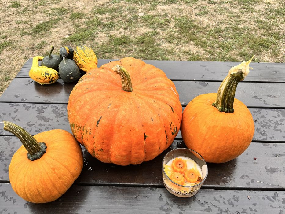 Dovleac/ bostan  Halloween / decorativi