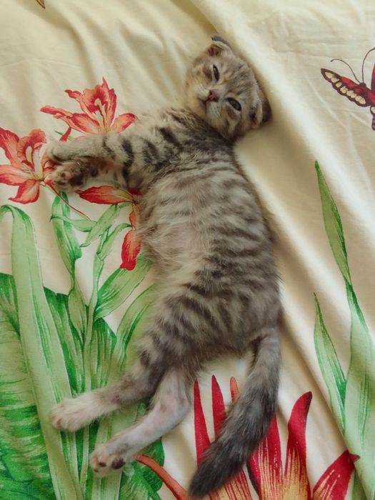 Котик мальчик 3 месяца вислоухий