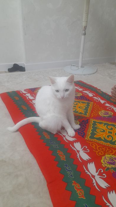 Дам хорошии руки кота