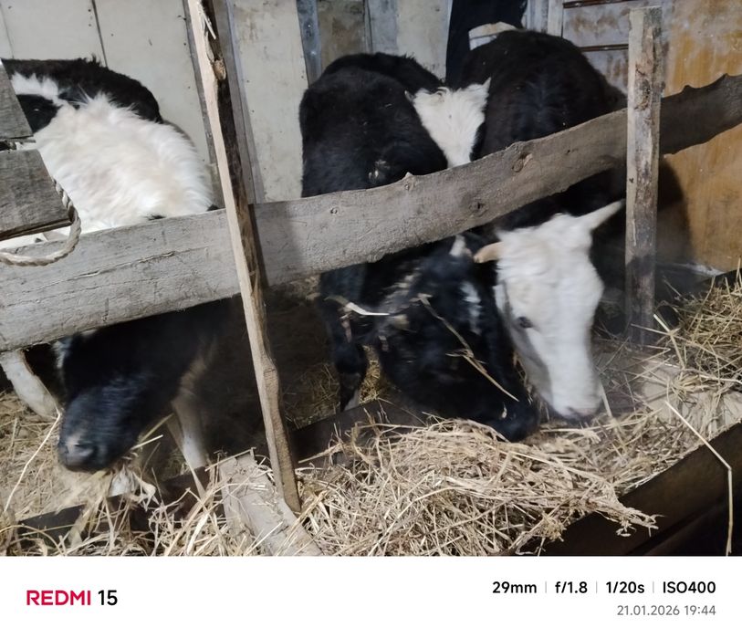 Продам коров и тёлочек