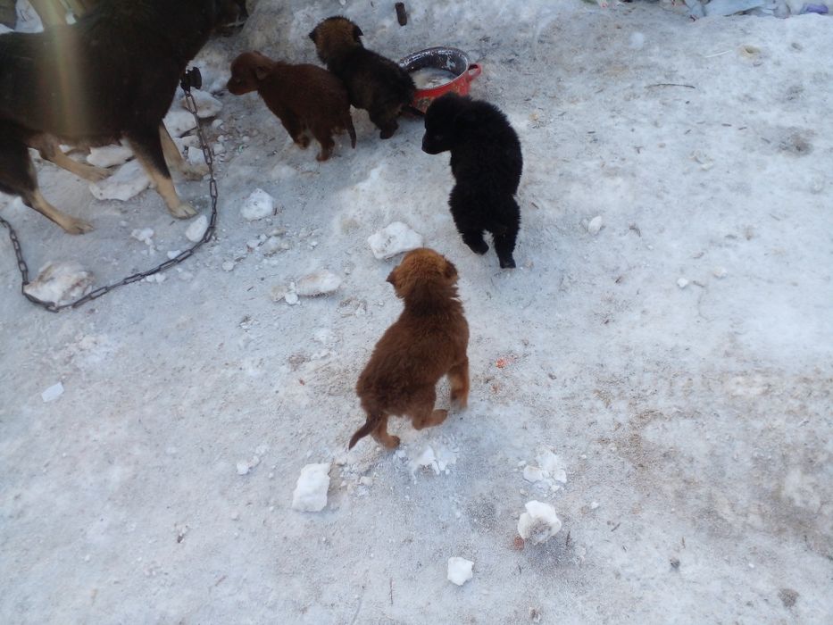 Отдам в дар щенков