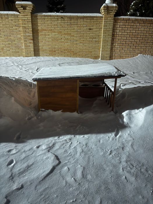 Сибирский хаский