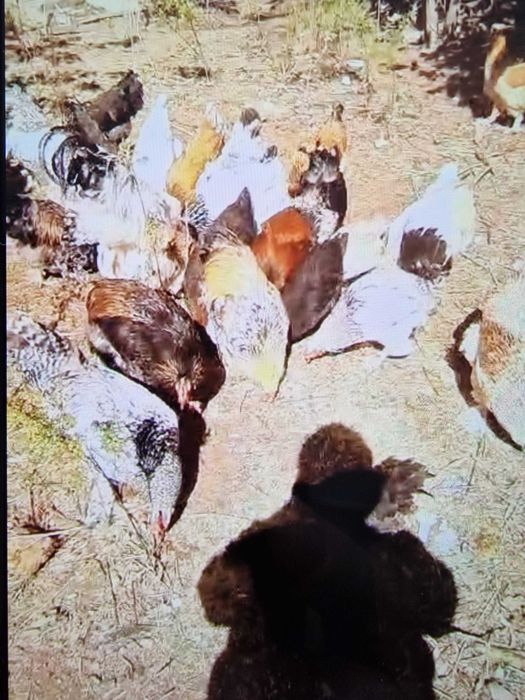 Птица петухи крупные