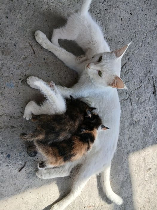 Khao Manee mushugi mehribon qoʻllarga beriladi