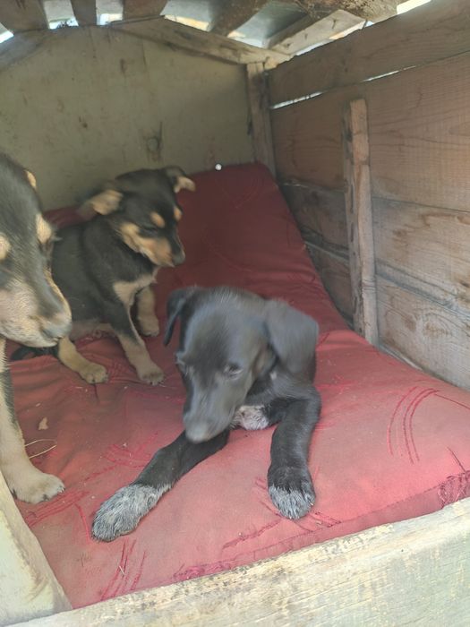 Щенки звоночки в добрые руки