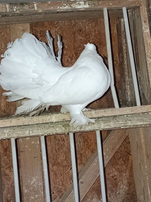 Voltati indieni de vanzare