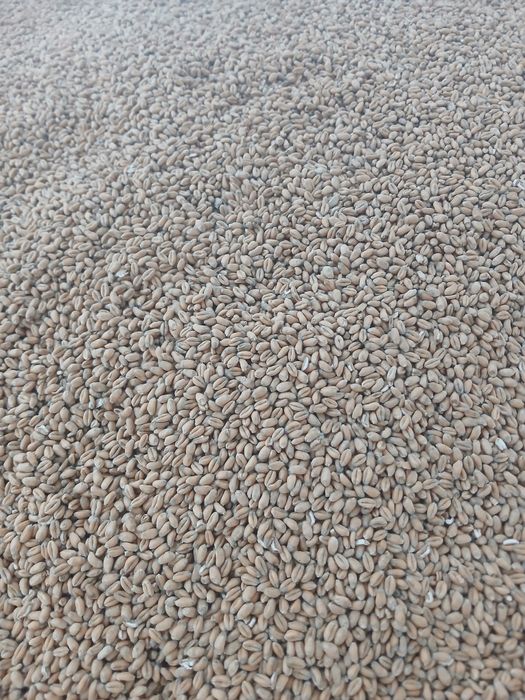 Grau 2025 Anapurna si Rubisko